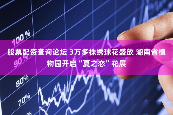 股票配资查询论坛 3万多株绣球花盛放 湖南省植物园开启“夏之恋”花展